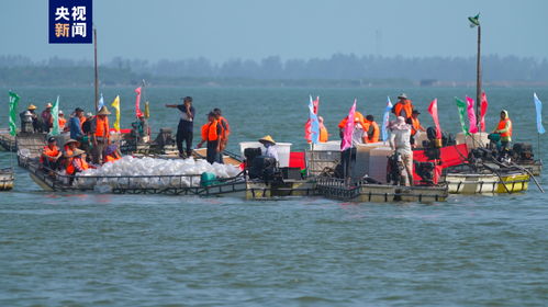 放流1亿尾 2023年中越北部湾渔业资源增殖放流活动在广西东兴举办