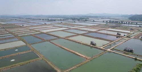 2022中国农业重大新产品 黄颡鱼新品种 优旺10号