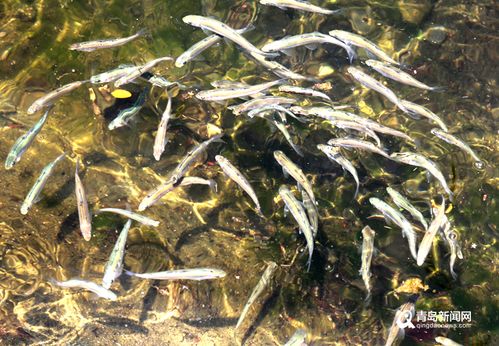 青岛首次开展仙胎鱼放流 2000尾仙胎鱼入崂山水系